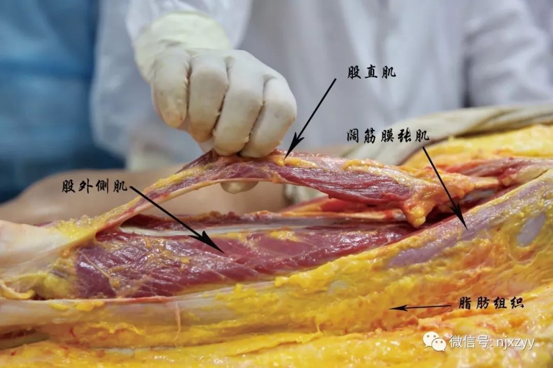 【培训教学】新中医·筋膜学应用解剖（新鲜大体）学习班